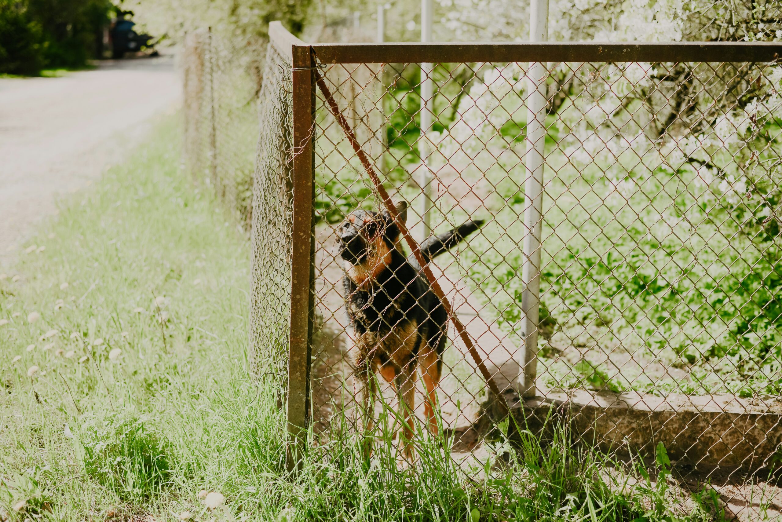 A medium-sized black-and-tan dog standing upright behind a rusted chain-link fence gate, with its front paws lifted and mouth open as if barking, surrounded by tall green grass and vegetation, while a narrow rural road runs along the left side and trees and foliage fill the sunlit background.
