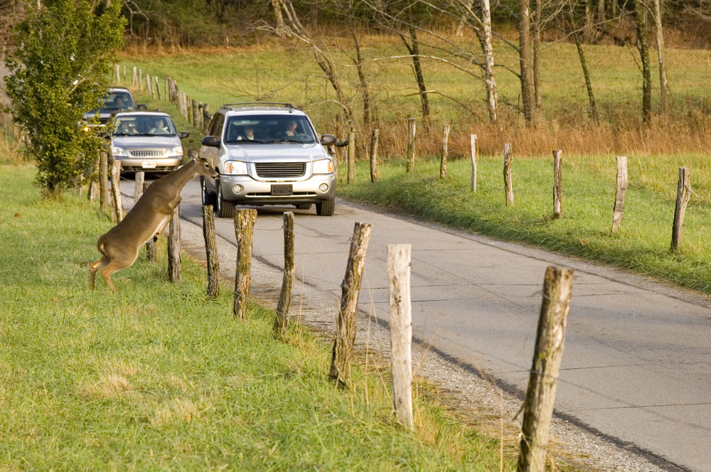 A deer leaping over a wooden fence beside a rural road as a silver SUV and other cars approach